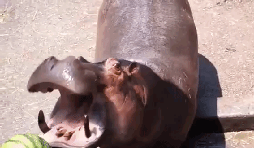 Un hippopotame gobe une pastèque entière