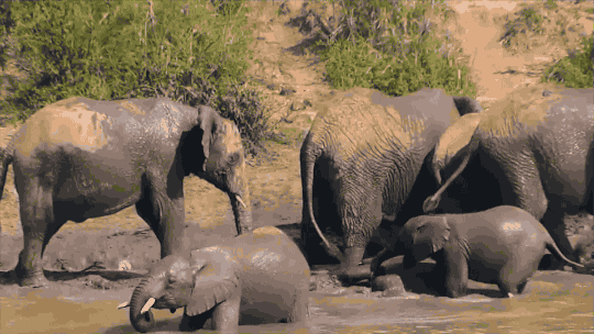 COCASSE Bain de boue pour famille éléphant