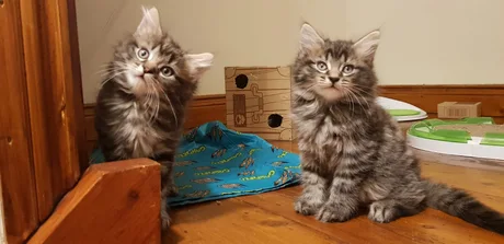 Des bébés chat jumeaux magnifiques