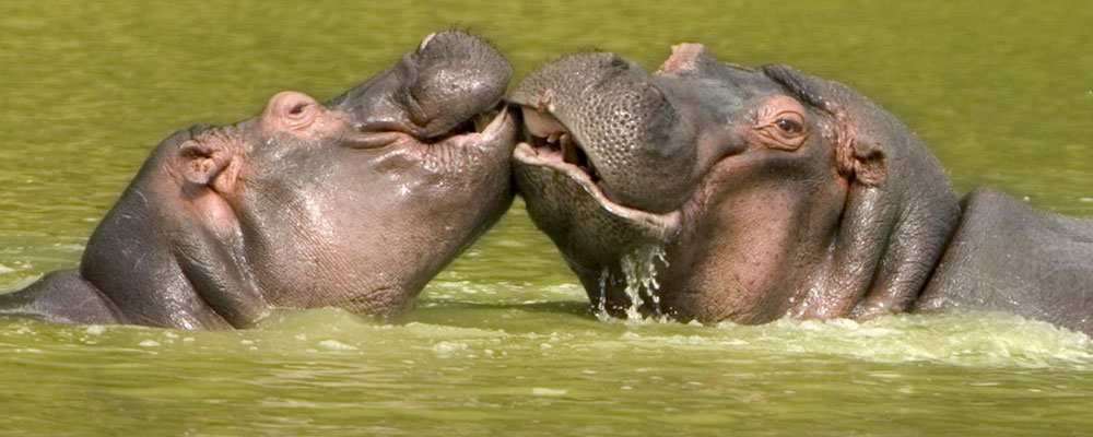  Fais-moi un bisous ma chérie hippo