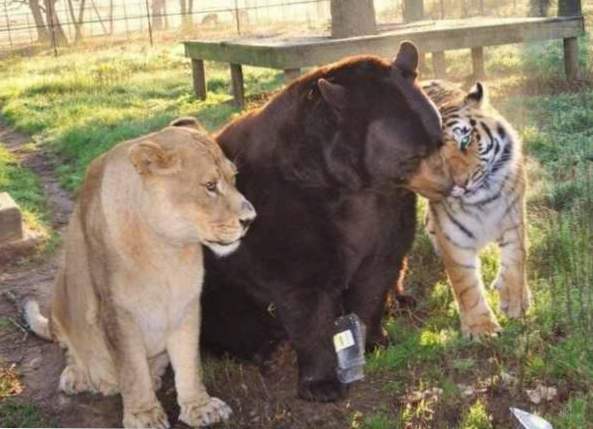 INSOLITE Lionne, Ours et Tigre photo de famille