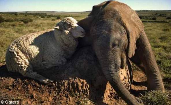 [ADORABLE] Un calin entre un mouton et un éléphant