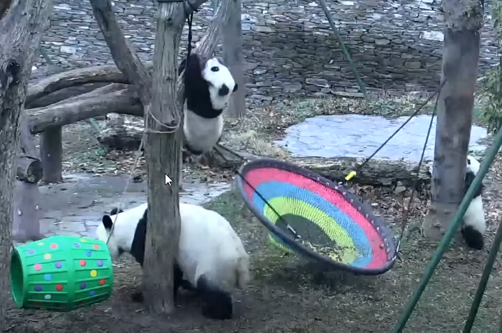 MIGNON Famille panda au salon de jeu