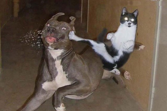 BLUFFANT MMA entre chien et chat