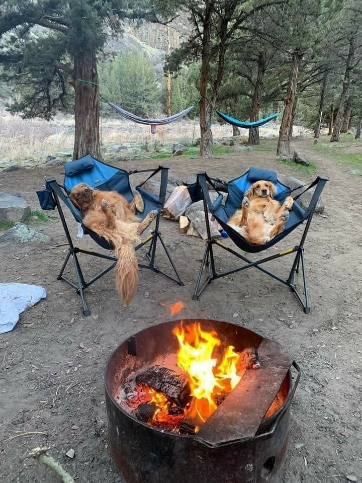 [COCASSE] Les chiots semblent apprécier le camping