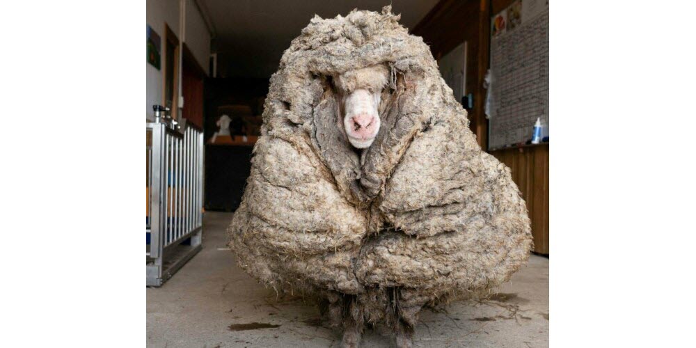INSOLITE 35kg de pelage récupérés sur ce mouton
